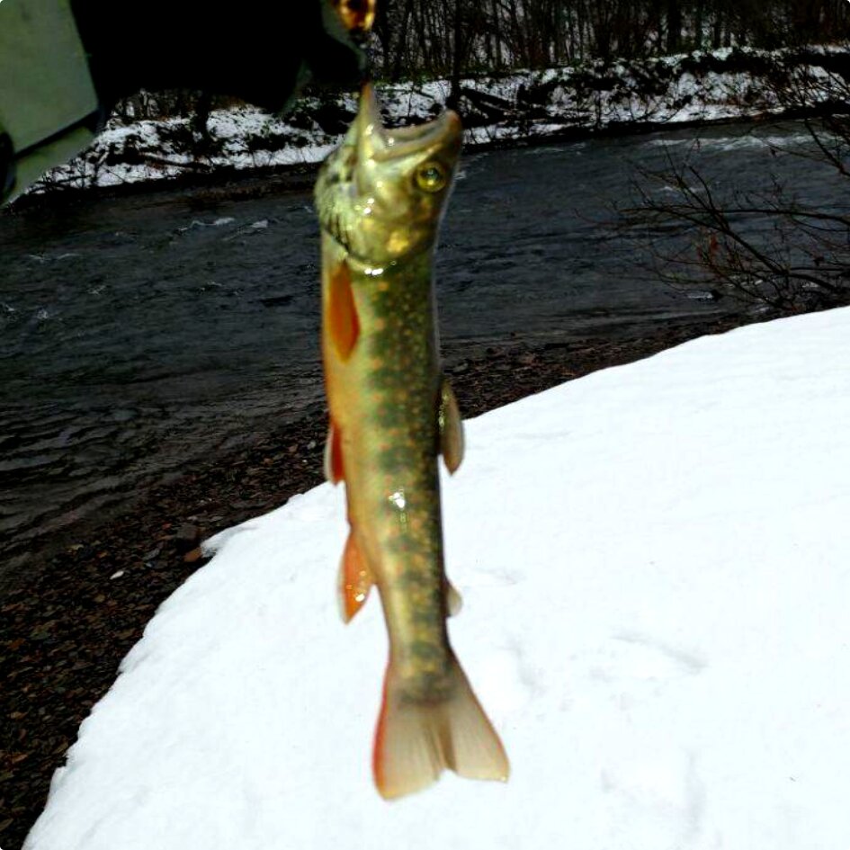 Мальма в ноябре, поймана автором. Горная река, Невельский перевал.