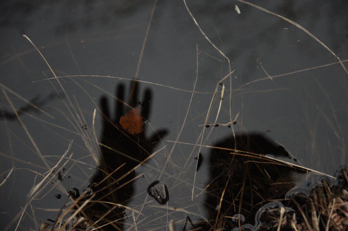 Фото из личного архива. В подмосковном лесу. 2020.