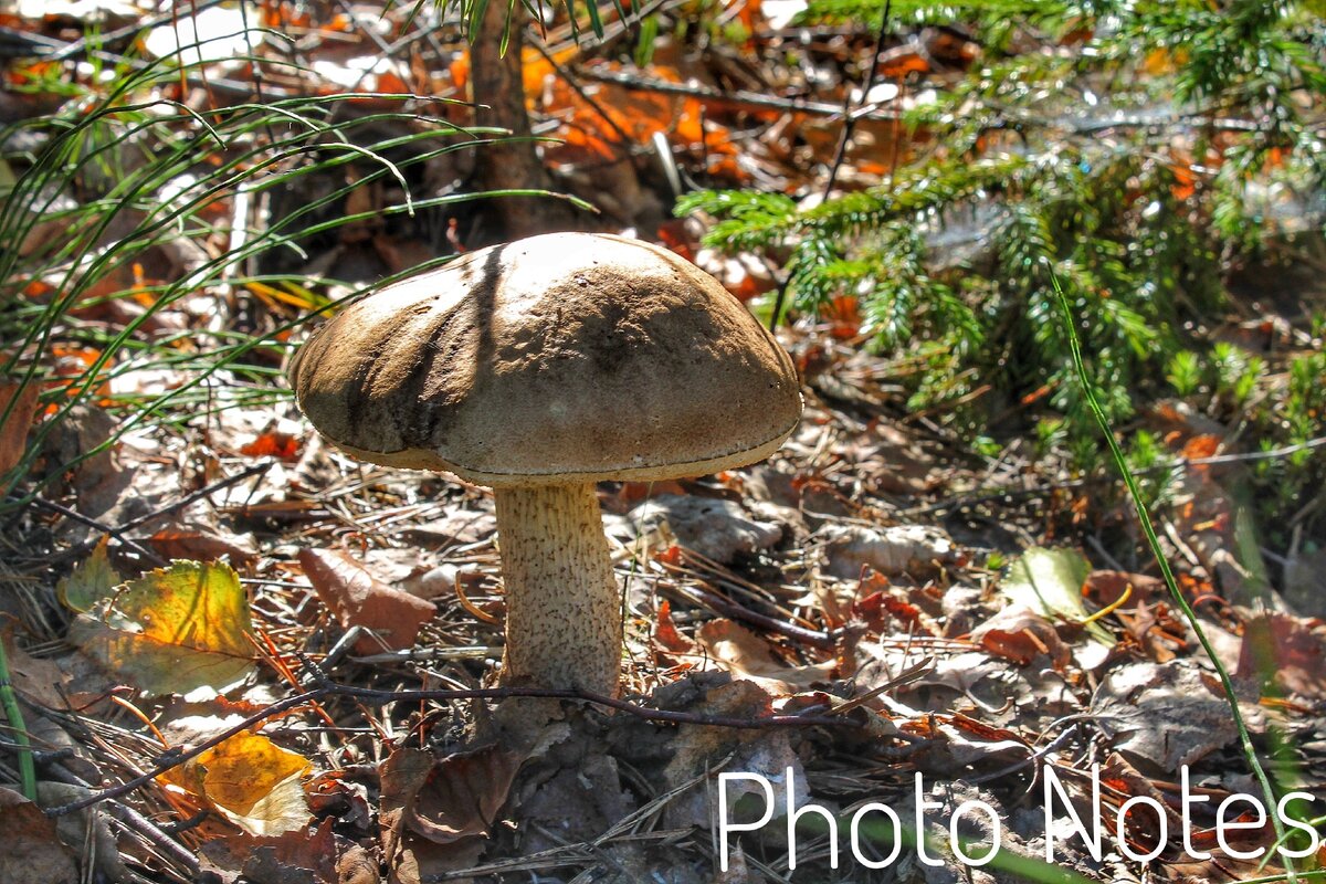 Одинокий гриб