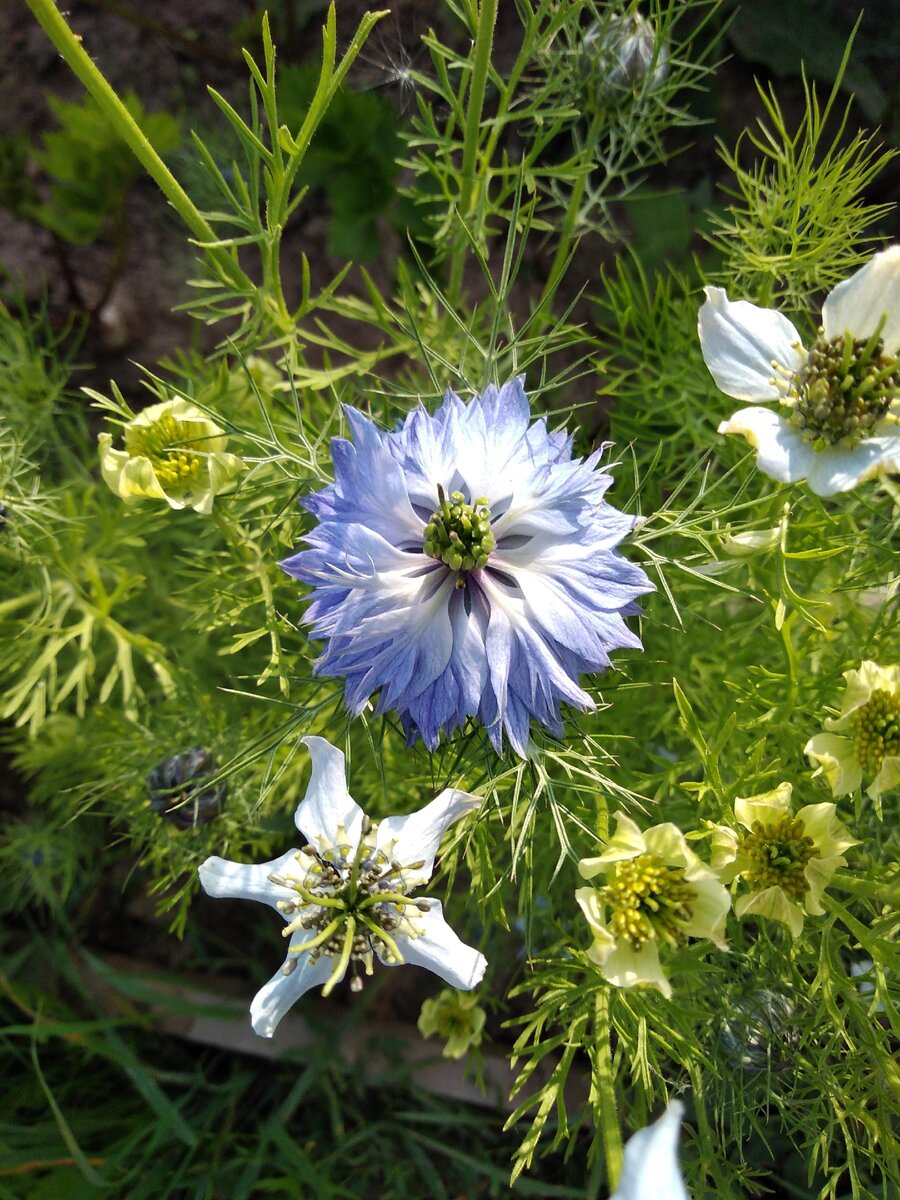 Цветок черного тмина. Источник Yandex-фото