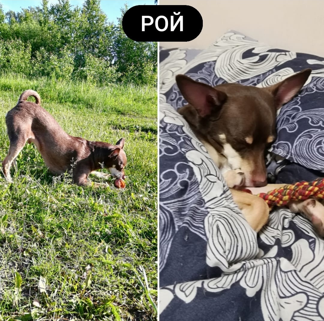 Рою 6 лет. Взяла я его в семью из объявления. Его пристраивали хозяева по причине не желания заниматься. Теперь живём, воюем... 