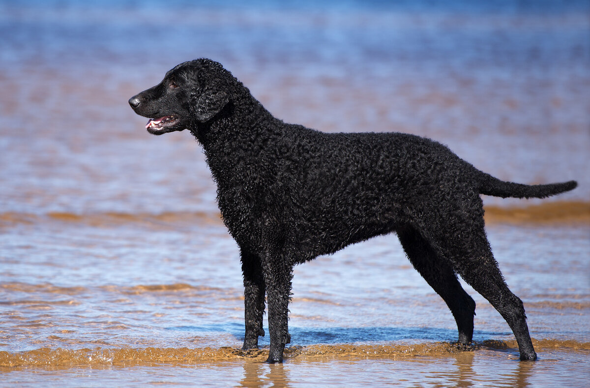 https://allbigdogbreeds.com/wp-content/gallery/curly-coated-retriever/Curly-Coated-Retriever-6.jpg