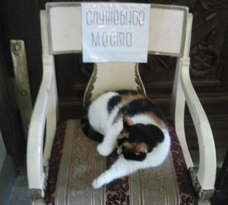 Кошка Капитолина из Петропавловского собора. Фотография экскурсовода Анны Соболевой instagram.com/anna_spb_guide