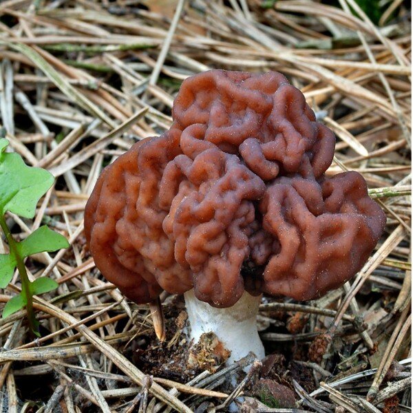 Gyromitra esculenta