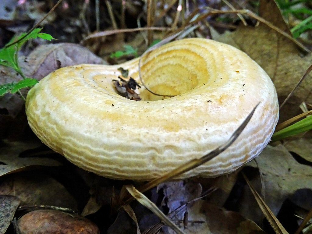 Совсем еще маленький (фото пользователя Марго)