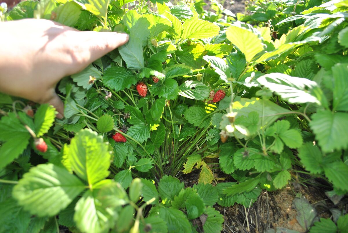 На фото начало октября 2019 года, земляника "Регина".