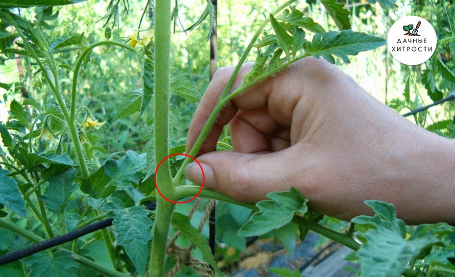 Убираем пасынки