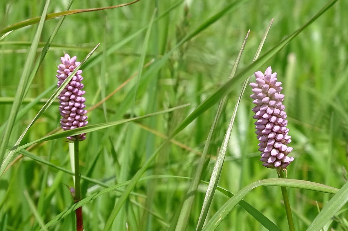 Горец. Фото взято в свободном доступе.
