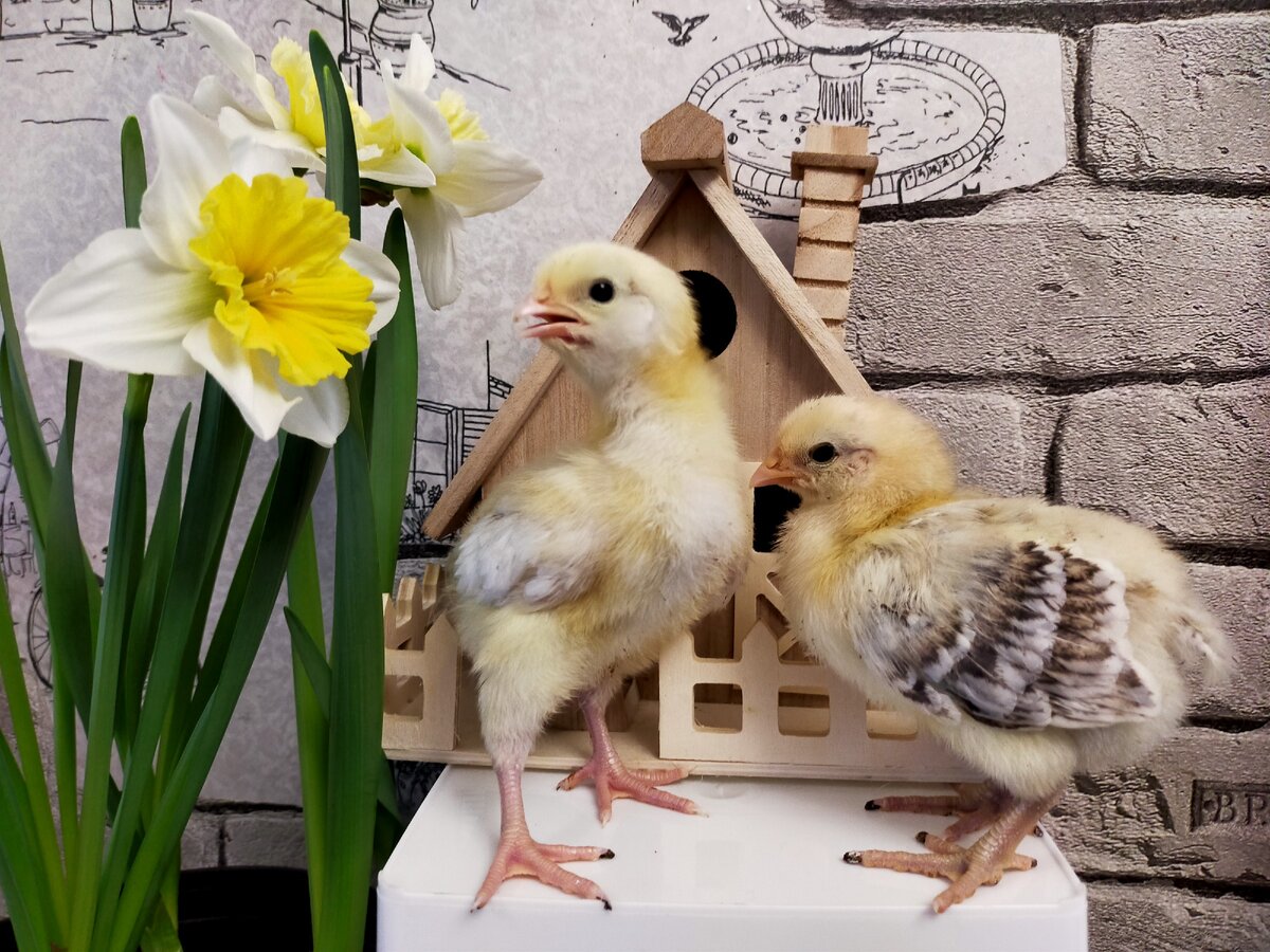 Фото от автора. Мы быстро растем и уже через 10 дней нам тесно!