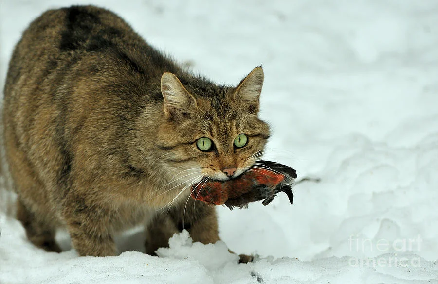 Кошка ест птицу. Европейский Лесной кот камышовый. Лесной кот Felis Silvestris. Дальневосточный камышовый кот. Амурский камышовый кот.