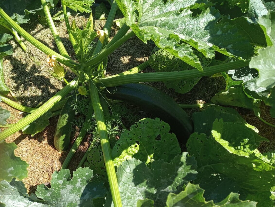 Прошлогоднее фото кабачков от 04 июня 2020