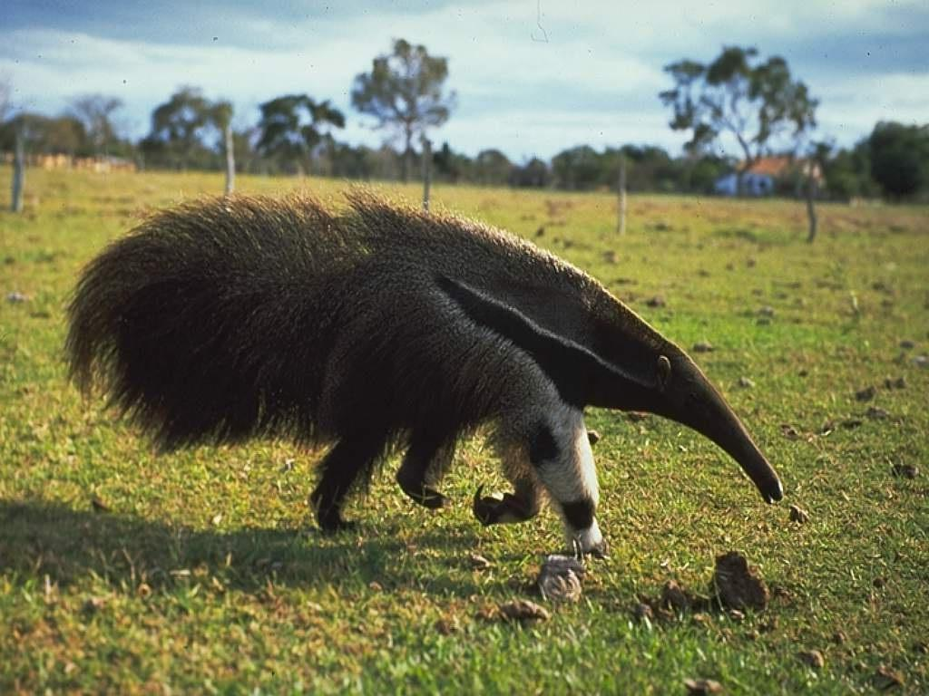 Животное из которого делают. Гигантский муравьед Южной Америки. Giant Anteater. Муравьед хвост. Аргентина гигантский муравьед.