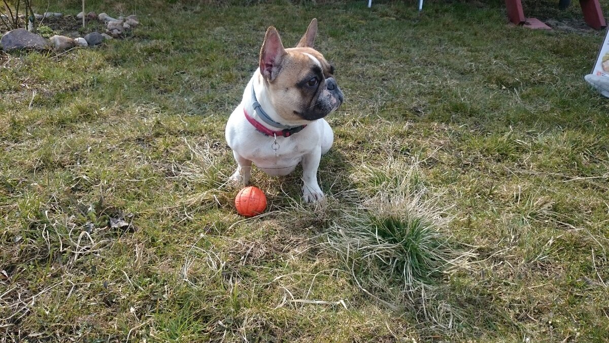 Наша Варенька в ошейнике BAYER ФОРЕСТО!