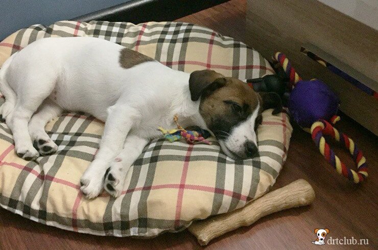 Изображение из drtclub.ru