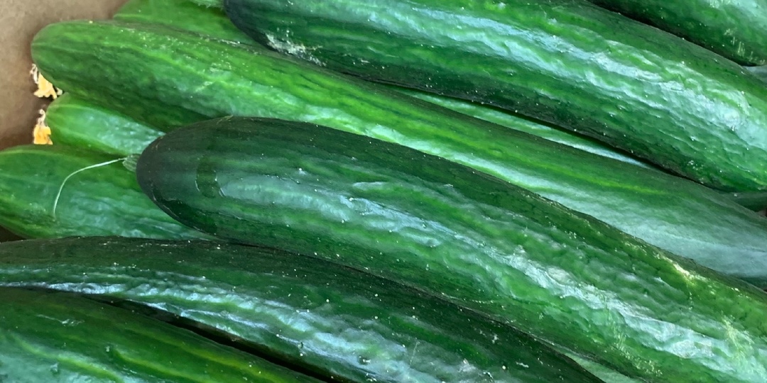 Рассказываю, как я посеяла огурцы на ранний урожай