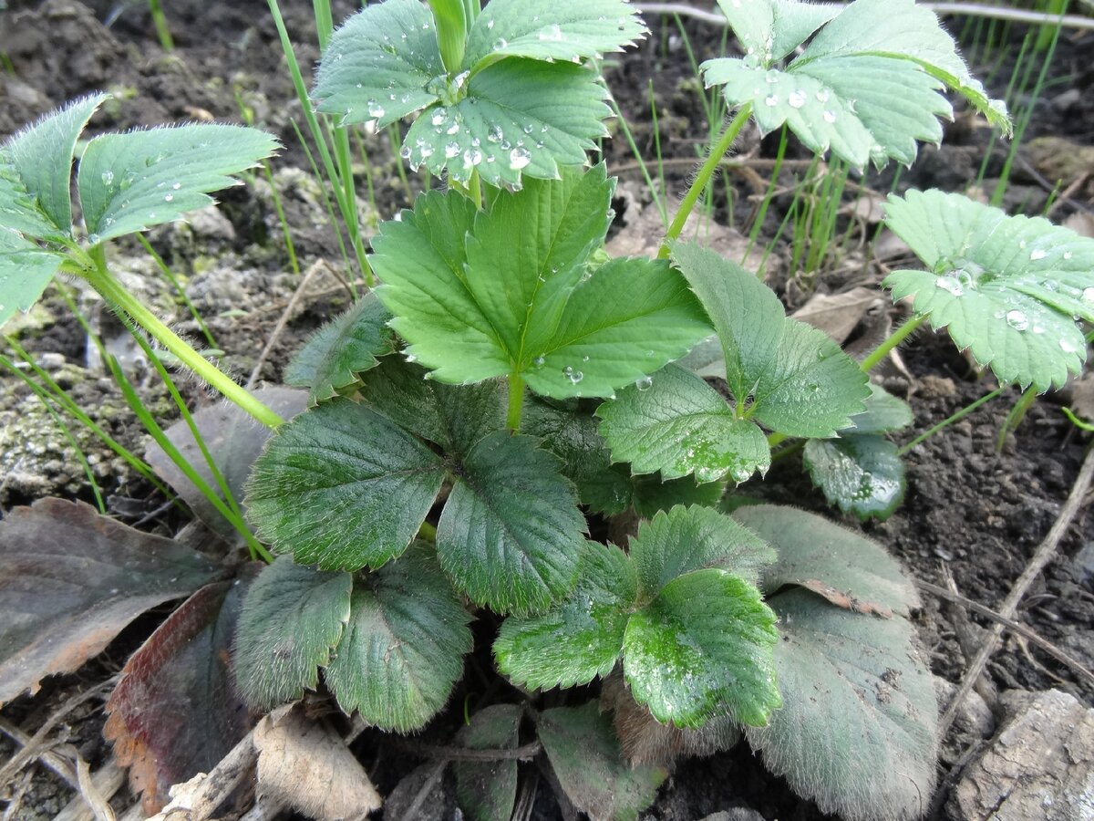 Выращивание клубники.