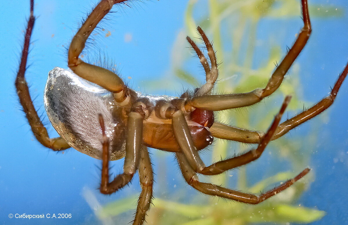 The spider are getting. Паук Серебрянка. Подводный паук. Паук-Серебрянка строит дома под водой. Паук в Сибири с белыми усами.