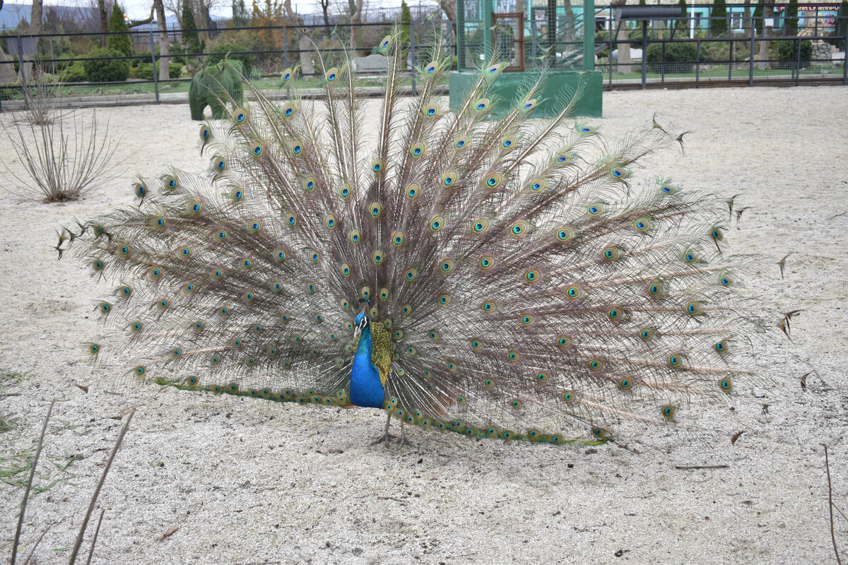 Оказалось, что павлины ходят везде свободно! А я сперва решил, что они тут устроили восстание! Ведь людей с утра было намного меньше, чем этих птиц...
