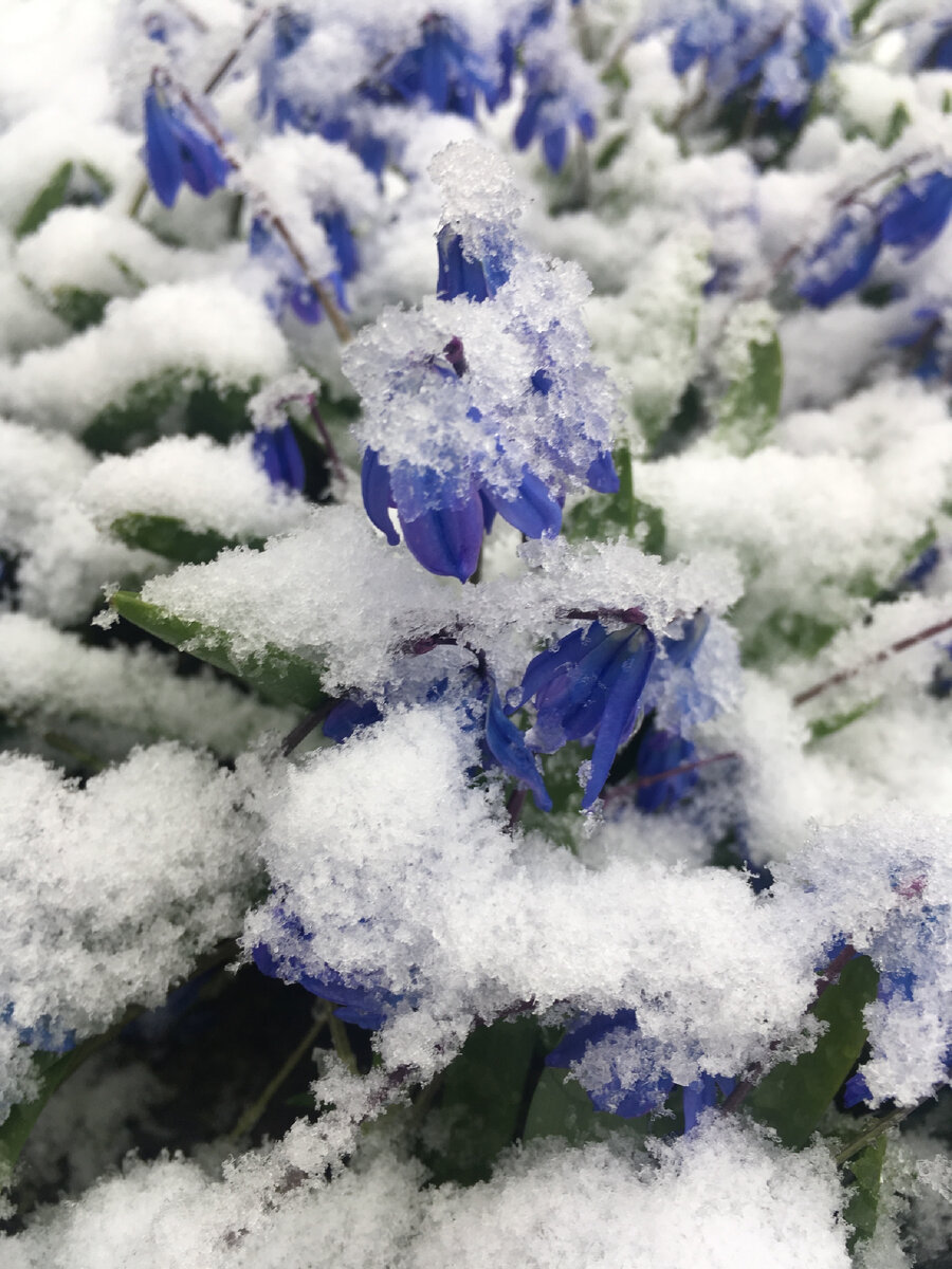 Бедные цветы, боюсь им будет сложно прийти в себя, когда эти сугробы расстают.