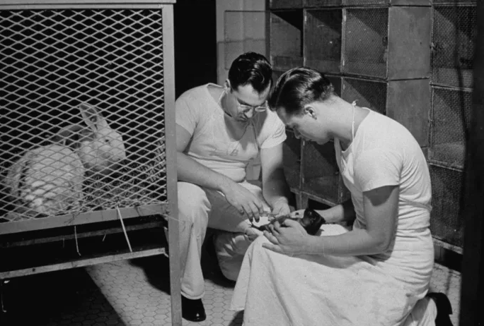 Морской свинке делают прививку для определения типа пневмонии и помощи в диагностике других инфекционных заболеваний на корабле USS Solace, госпиталь военно-морского флота, 1942 г. 