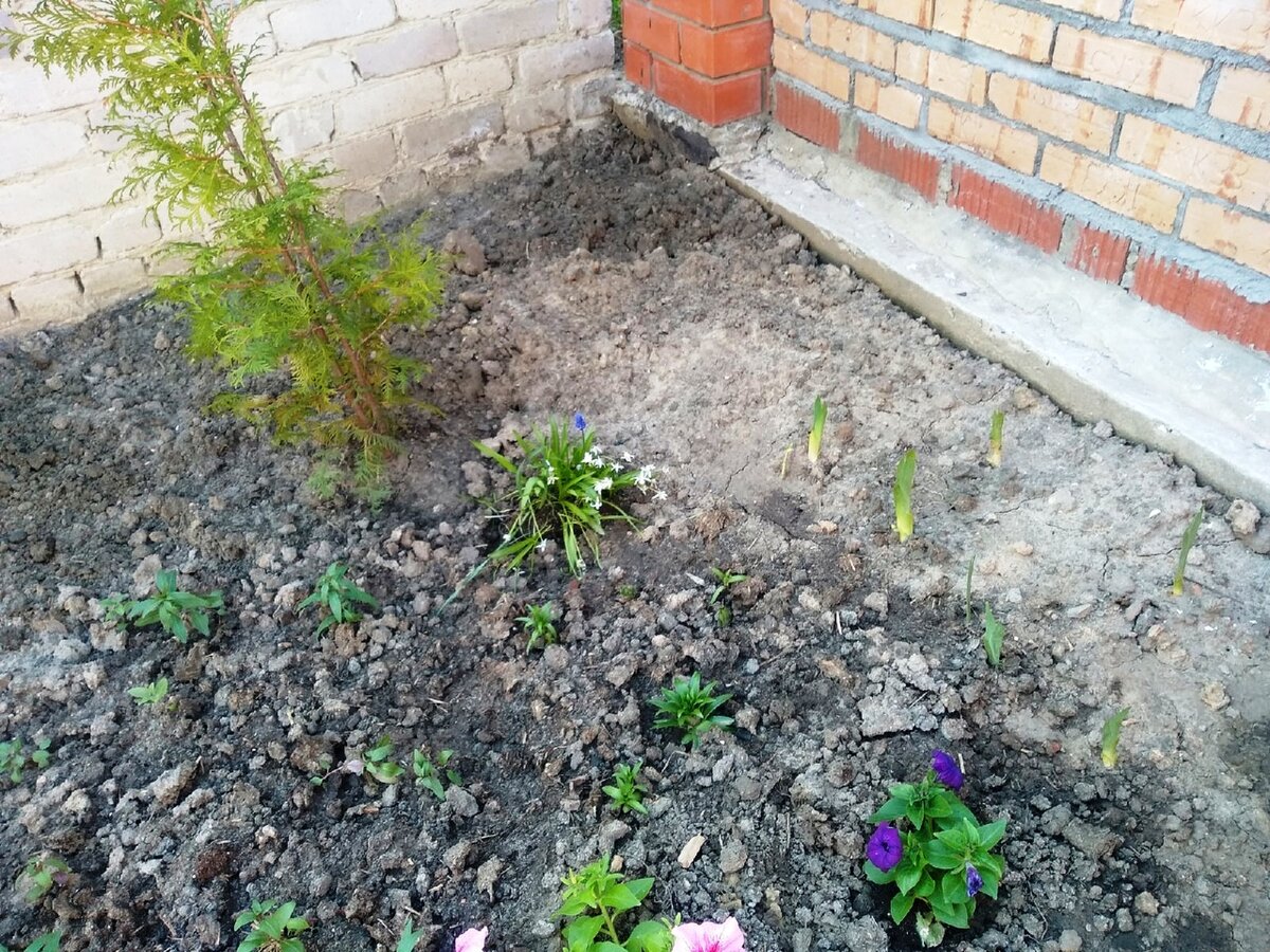 У стены посадила ирисы с бордовыми соцветиями