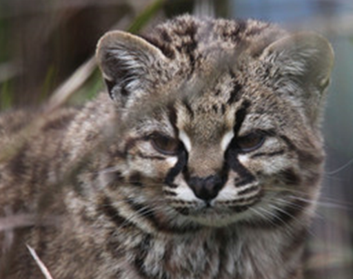 Чилийская кошка. Фото из открытого источника.