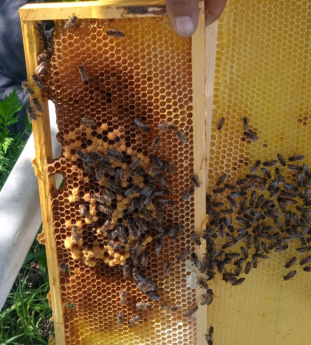 На рамке справа можно найти и саму матку-трутовку