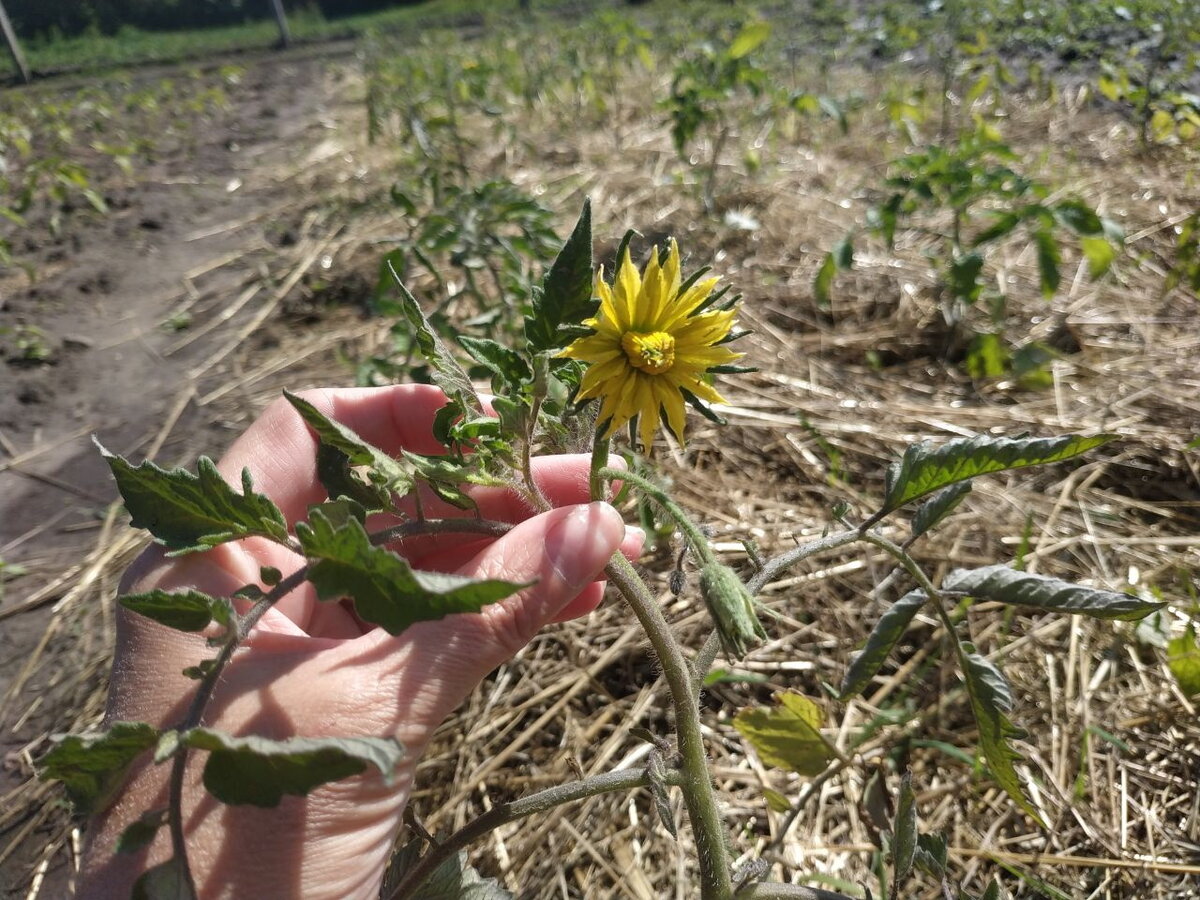 Накануне выхода статьи прошел сильный ливень с градом, но помидоры устояли! Фото автора.