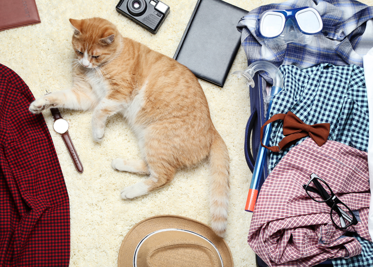 Подписывайтесь на мой канал TRAVEL CAT
