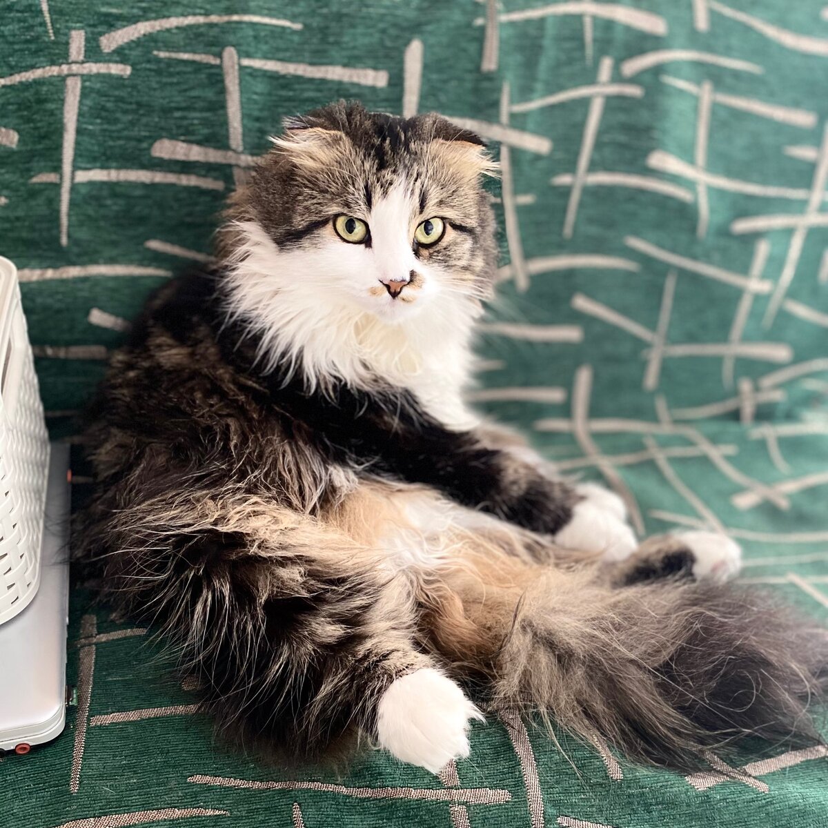 Подумаешь, мошкара... Не цунами же.