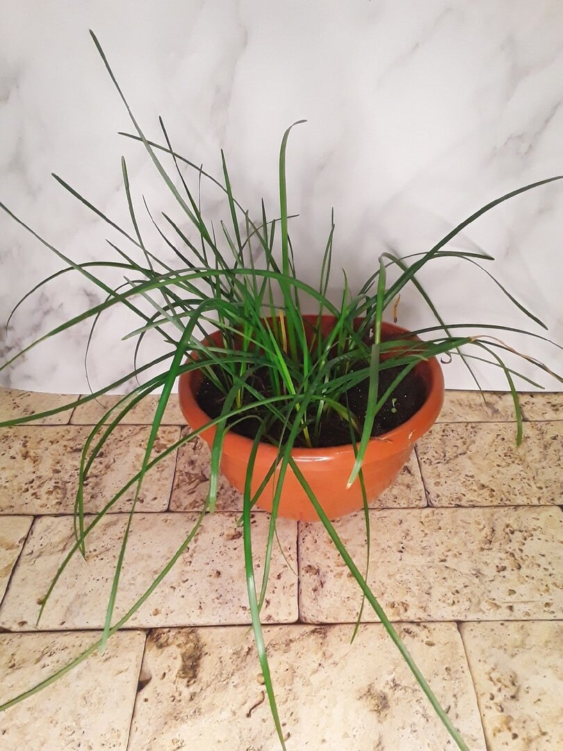 Зефирантес до пересадки