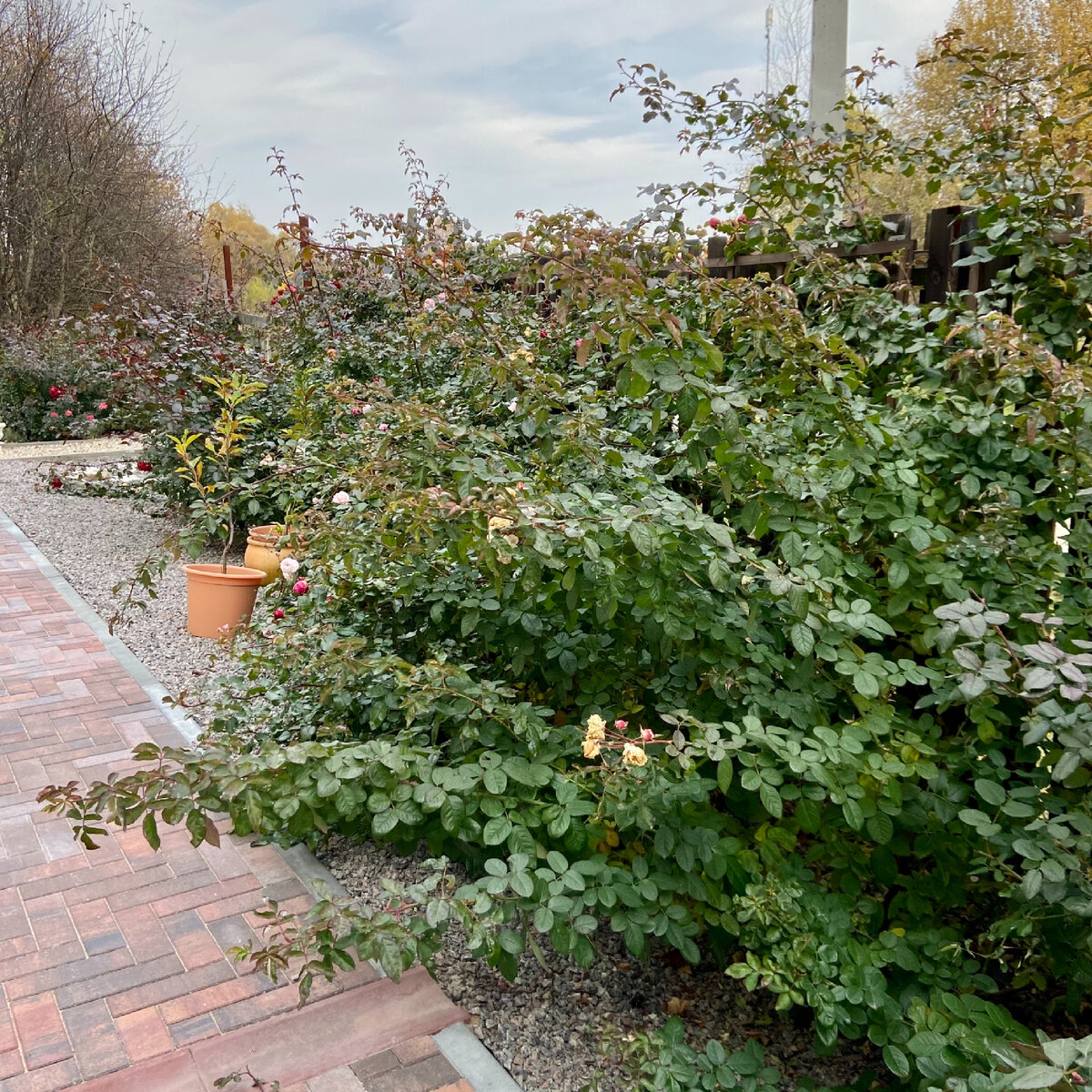 Массив из плетистых роз (фотография сделана 13 октября) Пригибать облиственные розы сложнее, чем голые плети.