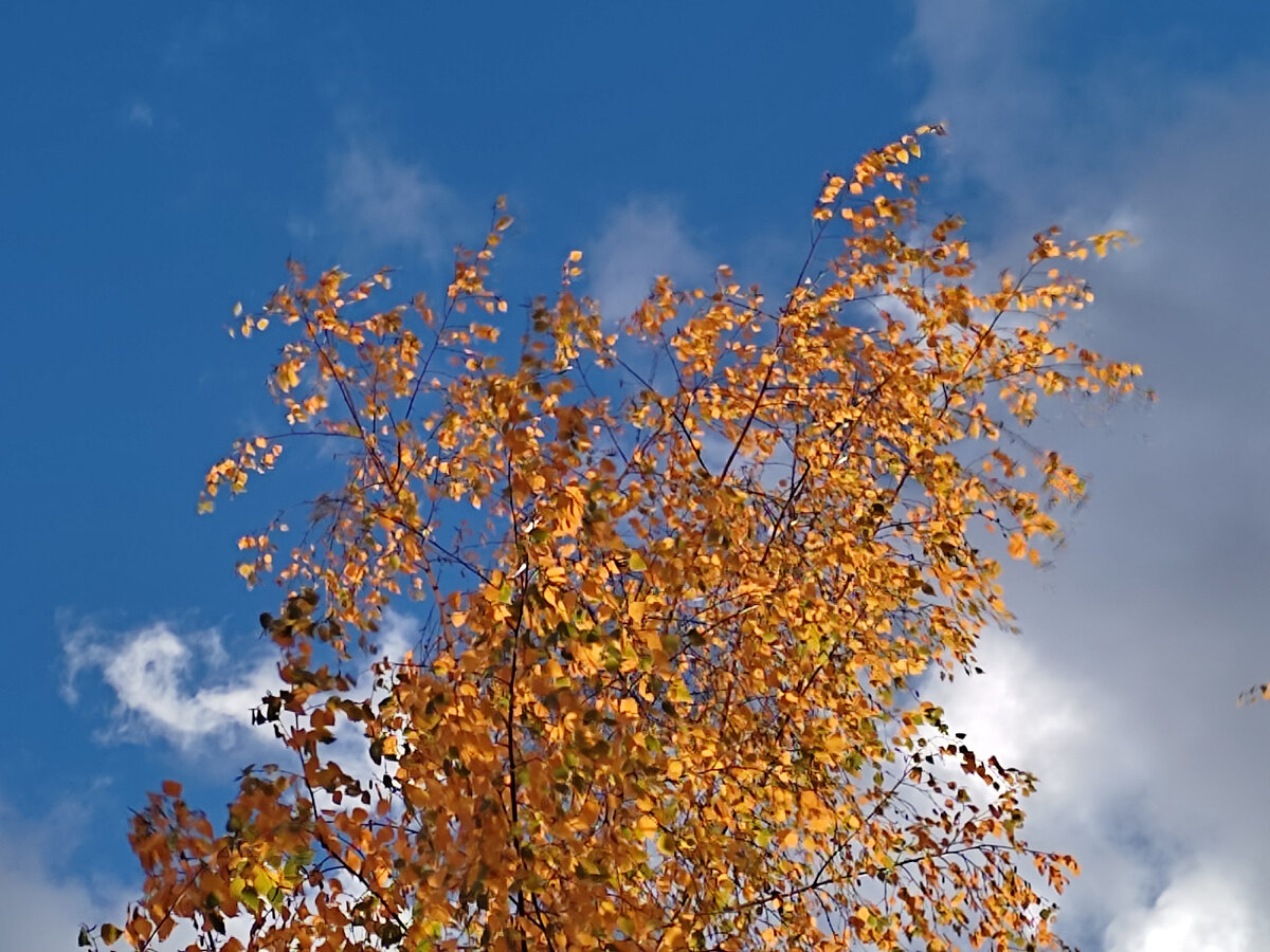 Берёза в октябре