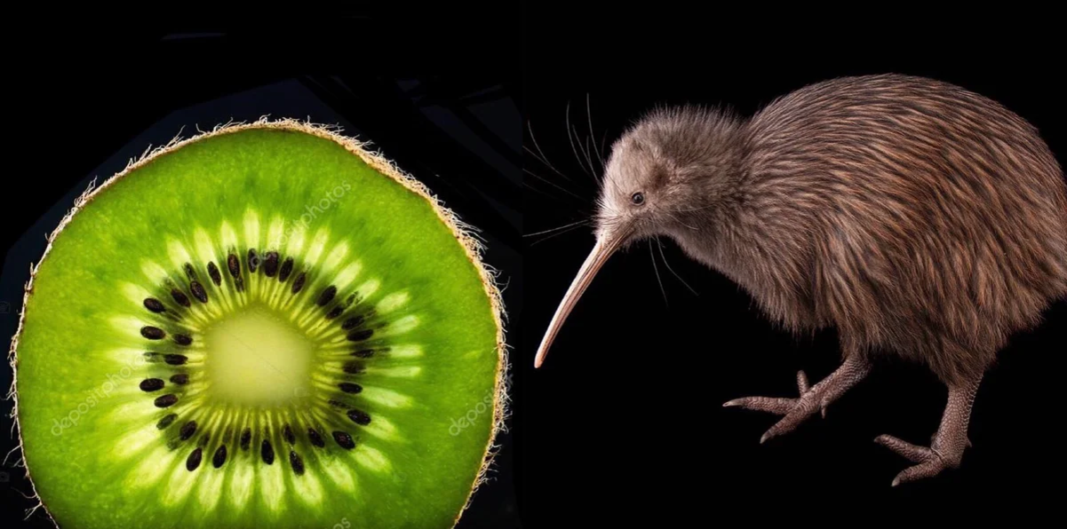 Kiwi orchestra. Птица киви и фрукт киви. Новая Зеландия киви. Птица киви в новой Зеландии. Киви птица клюв.