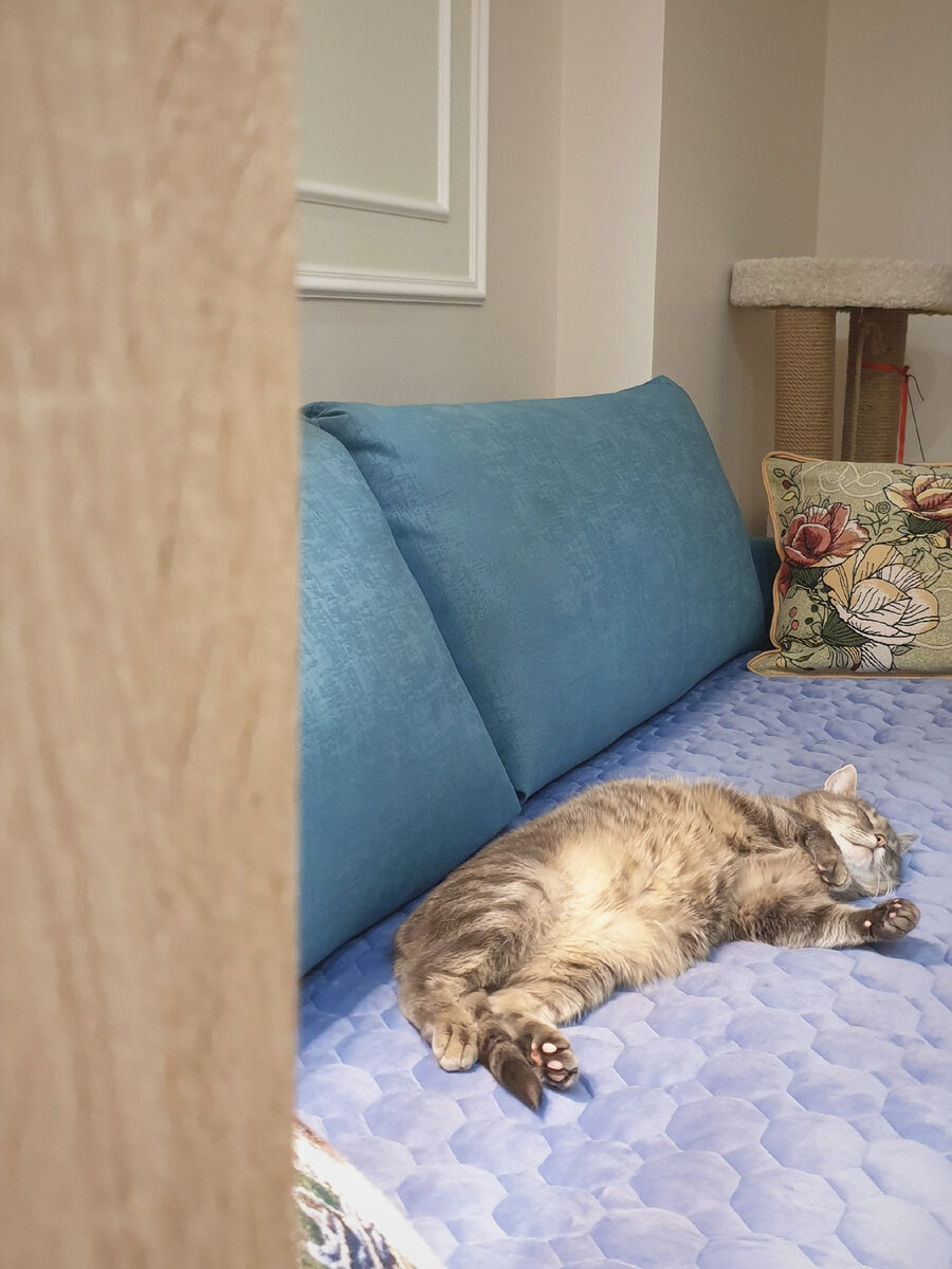 Суровому сибирскому коту приятнее спать на мягком диванчике, чем на шифере