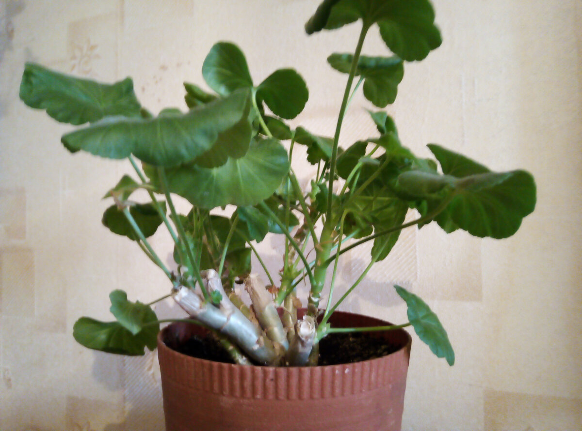 Этот кустик я обрезала осень, и он зимой практически не рос, побеги не вытянулись. Сейчас его просто нужно начать подкармливать для роста побегов и листьев