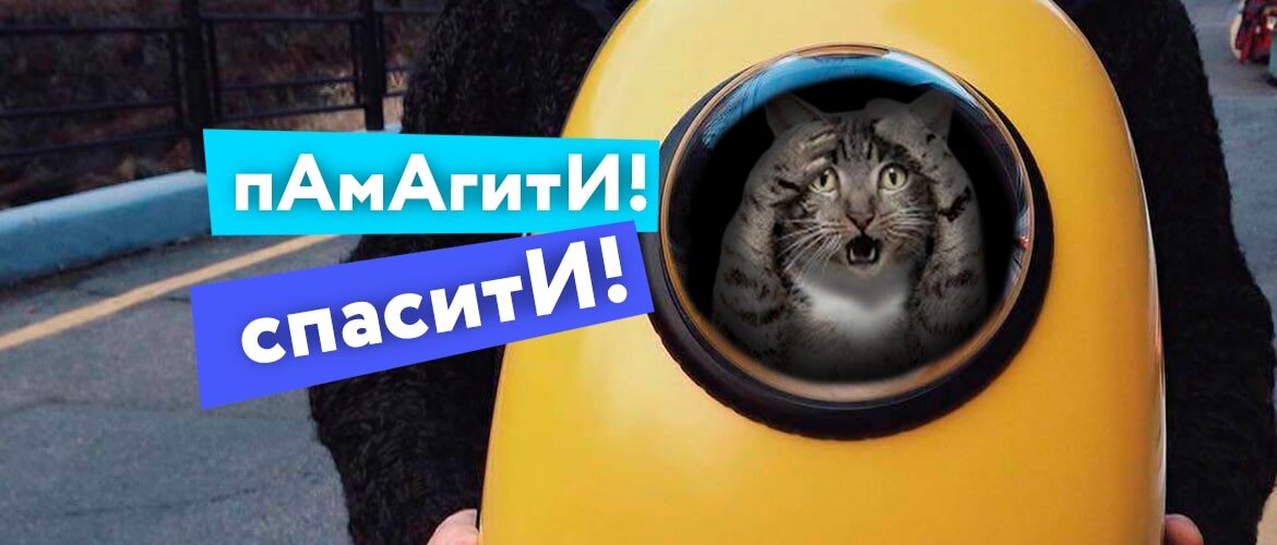 Игрушки для кошек: виды, выбор