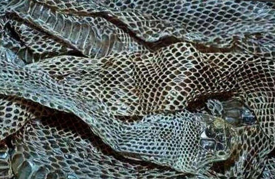 Змеиные выползки