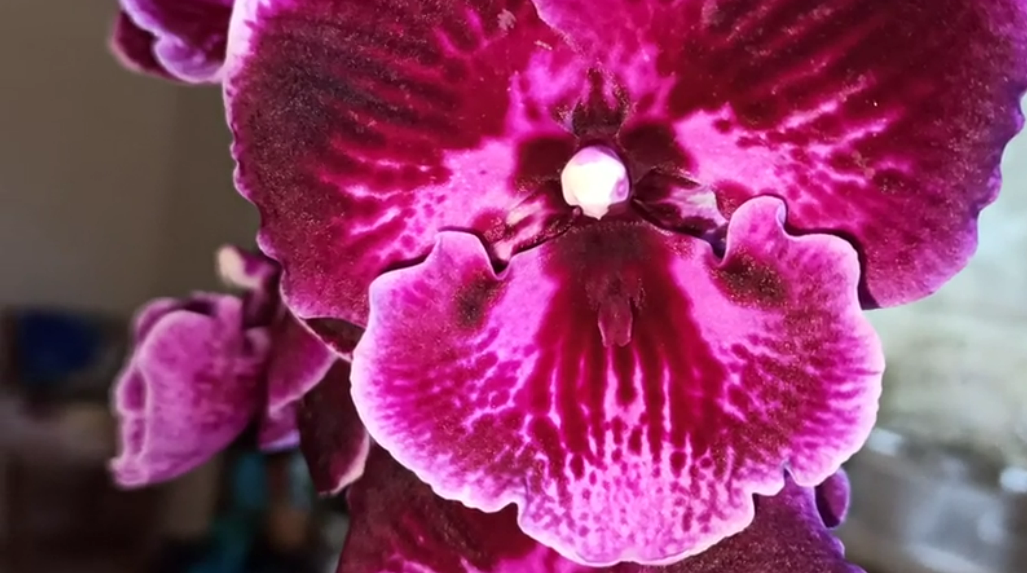 Орхидея Абба: описание сорта, характеристики, особенности посадки и выращивания, отзывы - все, что нужно знать