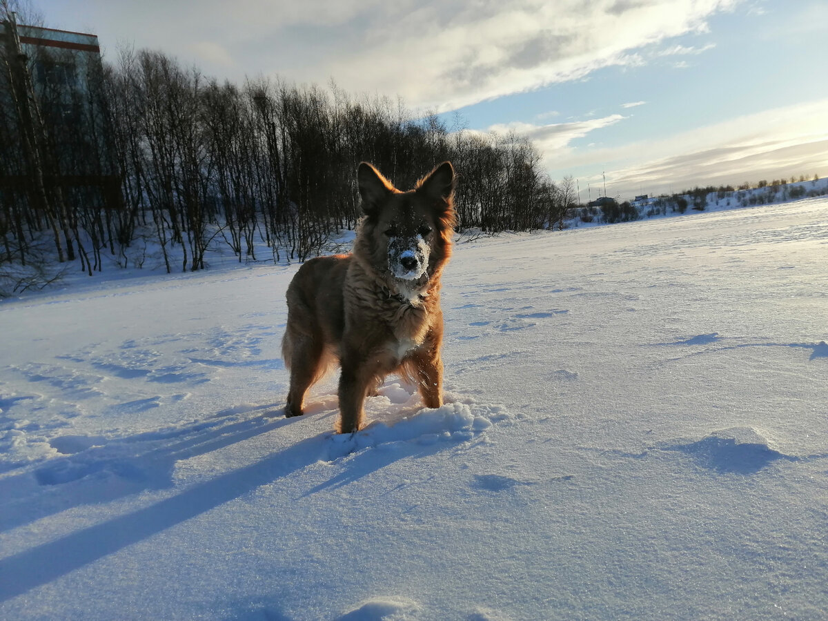 В феврале после метели искали лыжню на озере