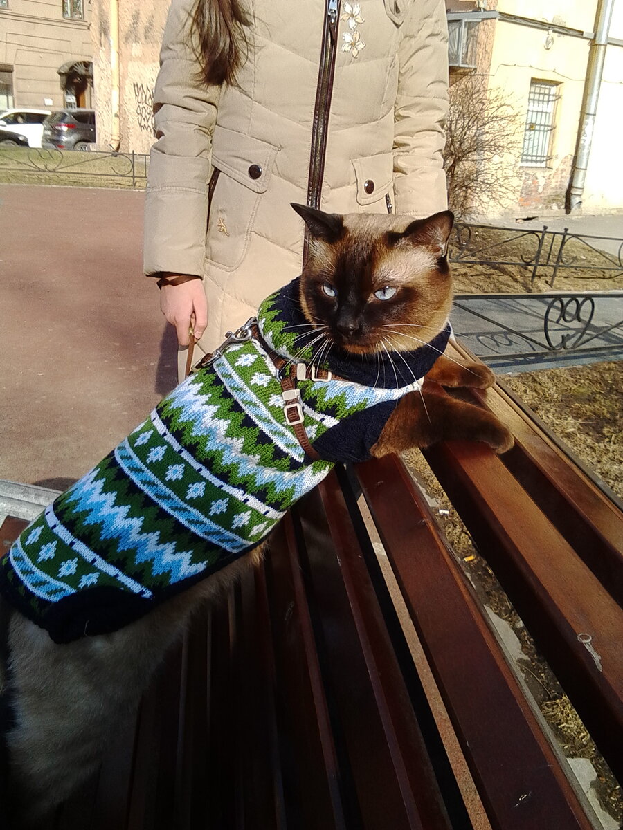 Мурчик в нарядном свитере на прогулке ранней весной