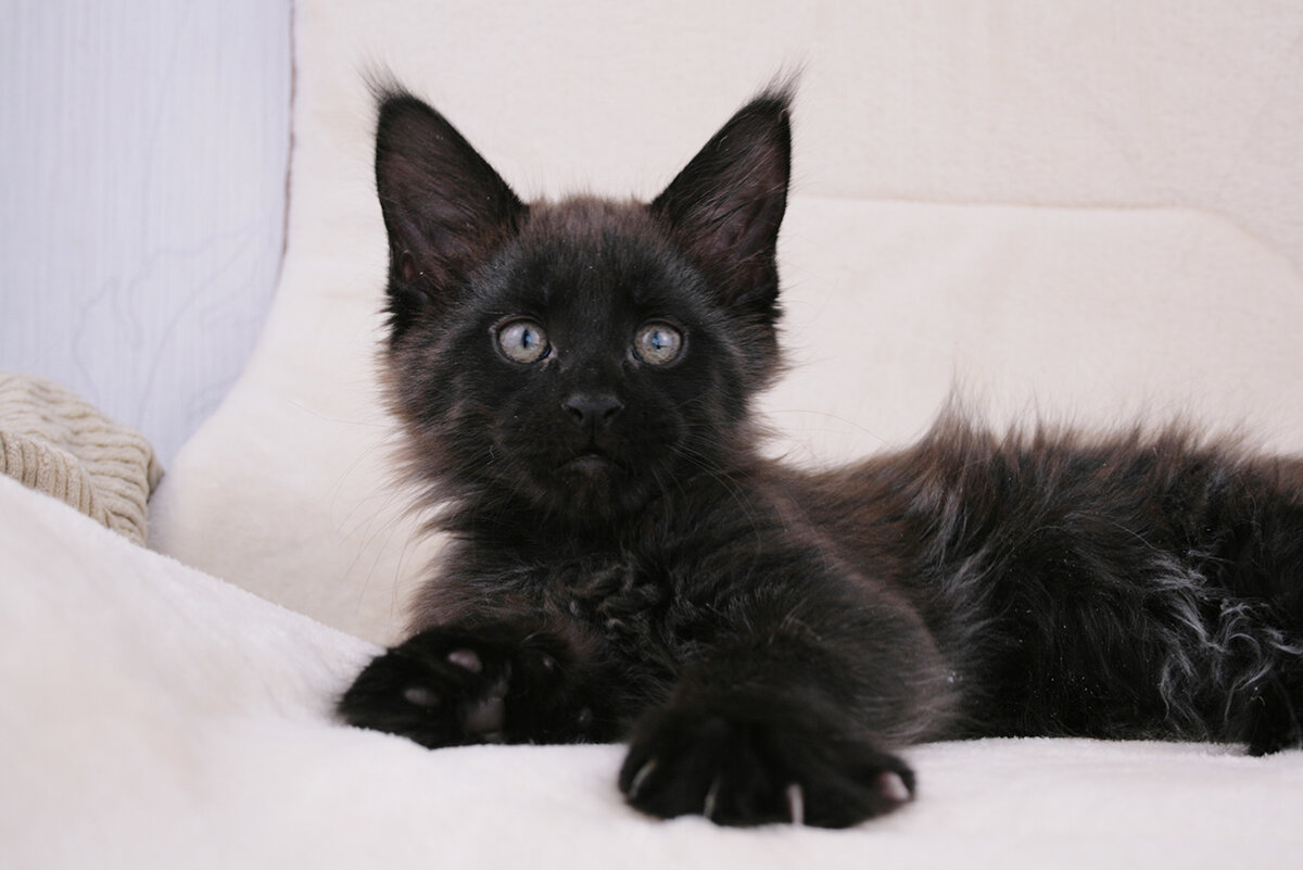 Yumi King Size 2,5 месяца котик черный дым