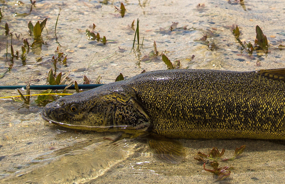 Фото из открытых источников "Яндекс картинки".