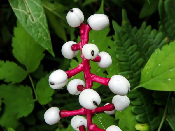 20 de plante cu aspect ciudat care există în natură