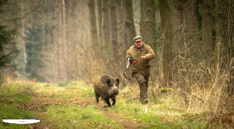 А еще можно разозлить кабана и бежать до машины или снегохода, а уже там его прихлопнуть, но этот способ только если вы уверенны в своих беговых возможностях:)) Фото из открытых источников "Яндекс картинки".