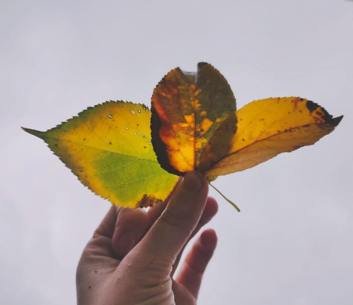 Осенние листья имеют разнообразную окраску