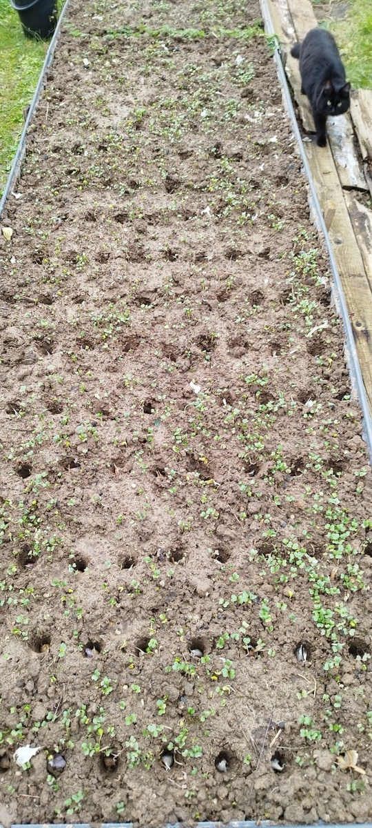 Зубки закидала в лунки. Ну и помощничек тут же - куда без них!? А вдруг чего не так сделаю - контроль - дело святое!