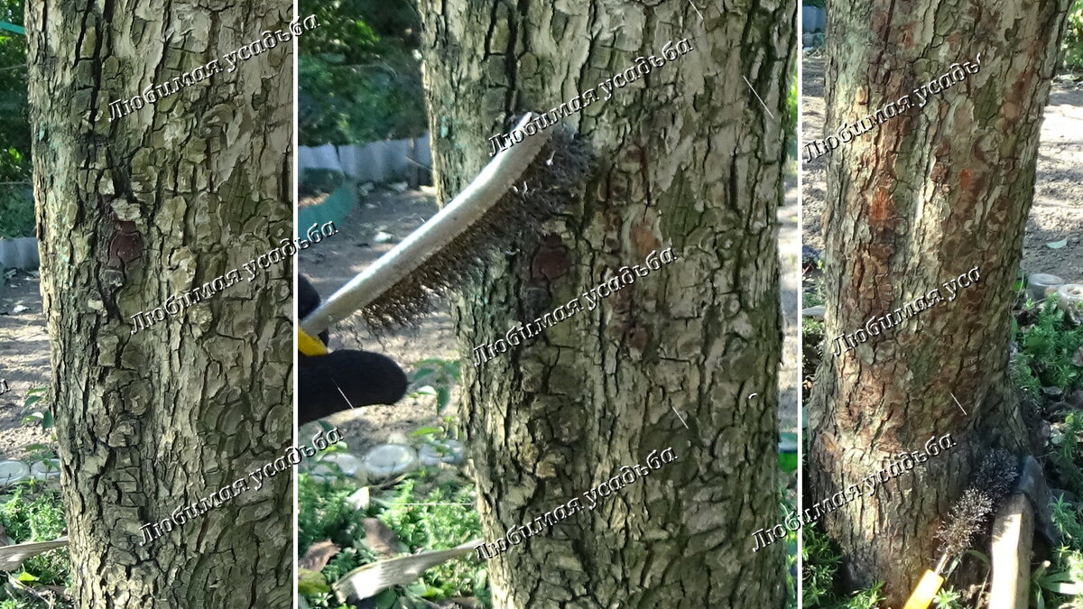 Обычно такая кора наблюдается на деревьях старше 7-8 лет . Это обычный процесс для деревьев и в этом нет ничего страшного. 