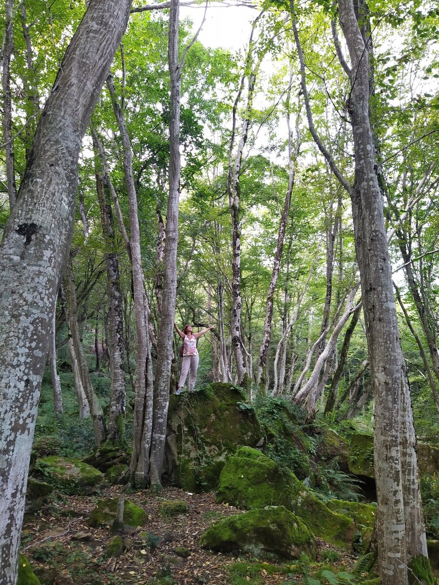 волшебный лес на Шакалиных скалах