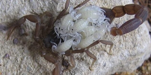 Самка скорпиона с детенышами. Изображение: Wikimedia Commons📷
